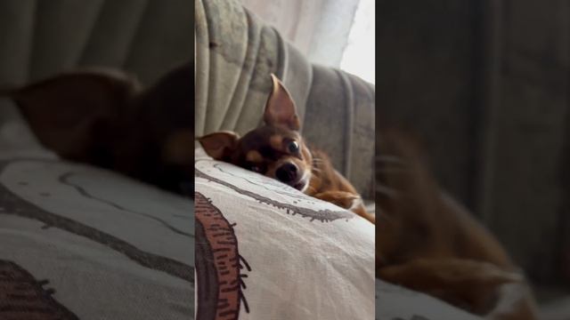 Любимое Кнопкина место это диванчик)))🐶 #love  #funny #собака #волк #милашка