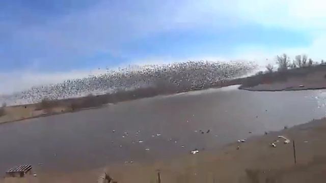 Супер Охота на гуся