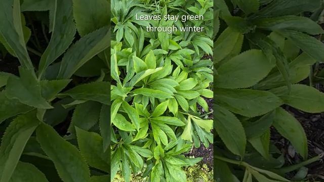 Hellebore, Lenten Rose - No More Work! June 5