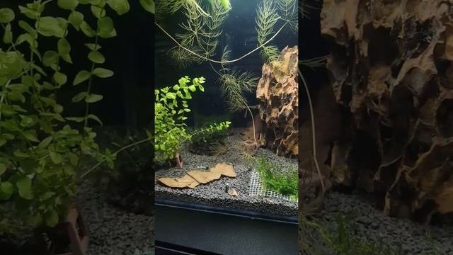 Blue Shadow Mosura Shrimp
