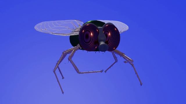 Муха футаж Fly footage