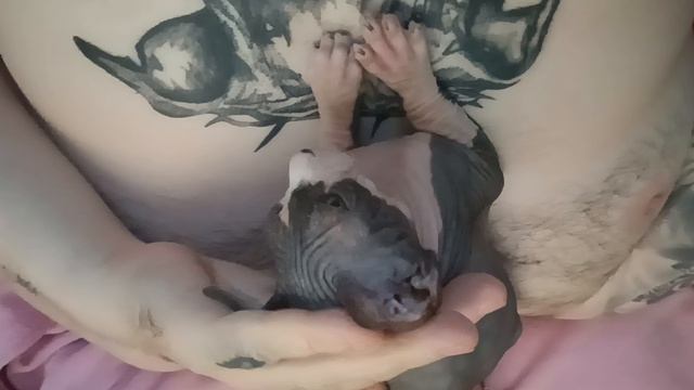 Канадский сфинкс Люцик урчит 3