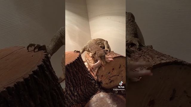 His first time having chicken feet #reptiles #animal #lizard