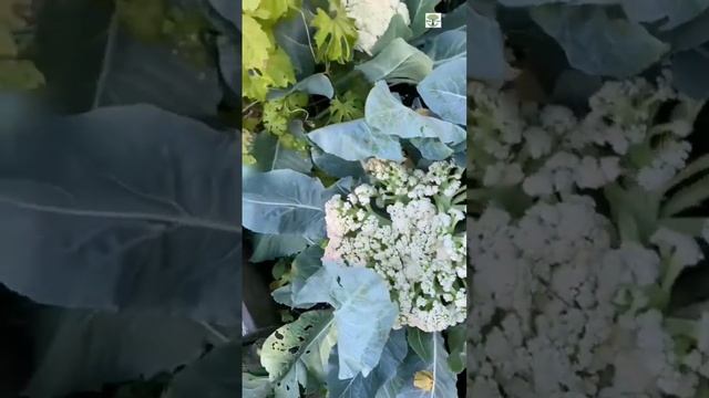 Mature Cauliflower curd harvest in Canada | Winter Vegetable | Phool Gobi ki katayi | پھول گوبھی