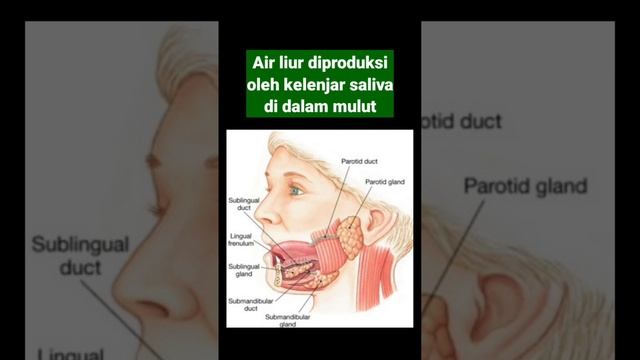 Air Liur dan Faktanya