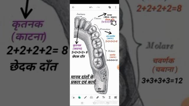 मानव में दाँतों के प्रकार एवं कार्य ! मनुष्य में दाँत कितने प्रकार के होते है ! दांतो के प्रकार
