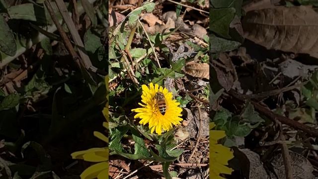 Feed the Bees with Weeds