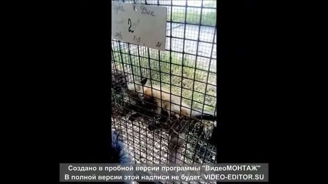 Домашний лисёнок Тишка,на звероферме
