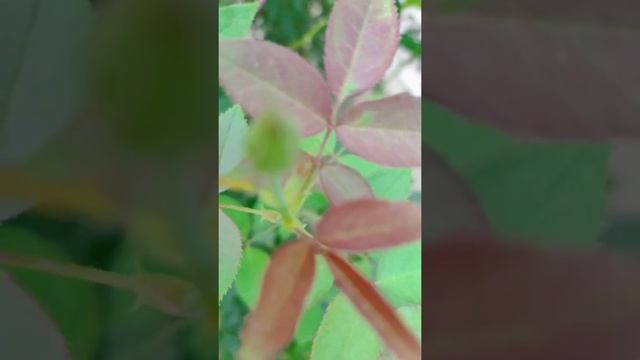 Bud Reproductive part 🍀🍀🍀🌿🌿🌿🌿🌿