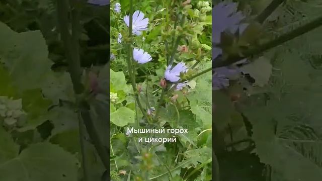 Мышиный горох и цикорий