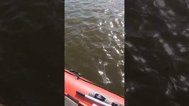 Крупный Жерех на Нижней Волге! с каждого заброса.  на котле с чайкой!