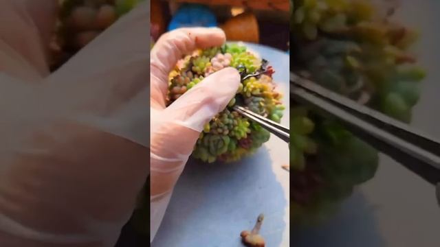 Композитор из суккулентов