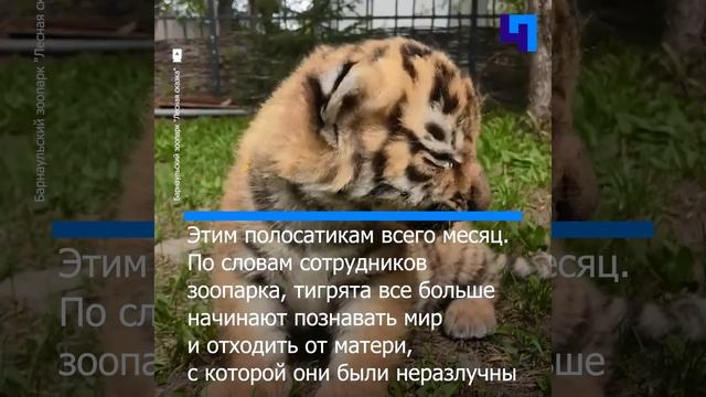 Тигрята из барнаульского зоопарка делают свои первые шаги