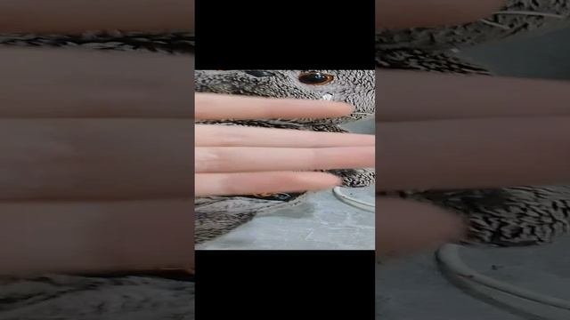 VID_20241114_082849.mp4
