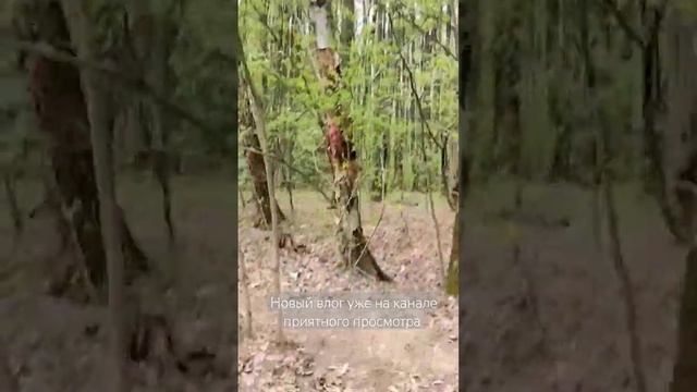 #лес #животные #новости #отрава #собаки #vlog