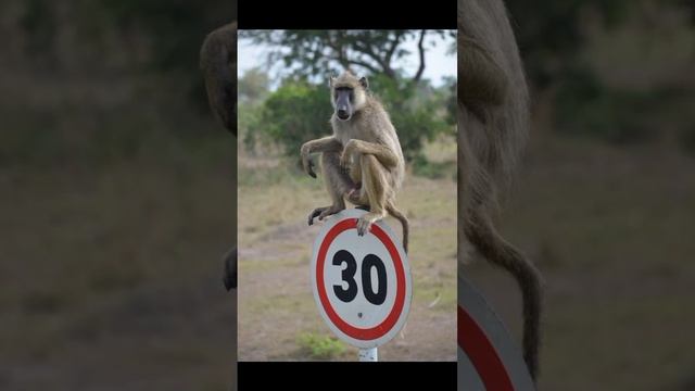 Wild Experience With Safari Moja Matata Is The Best In Tanzania