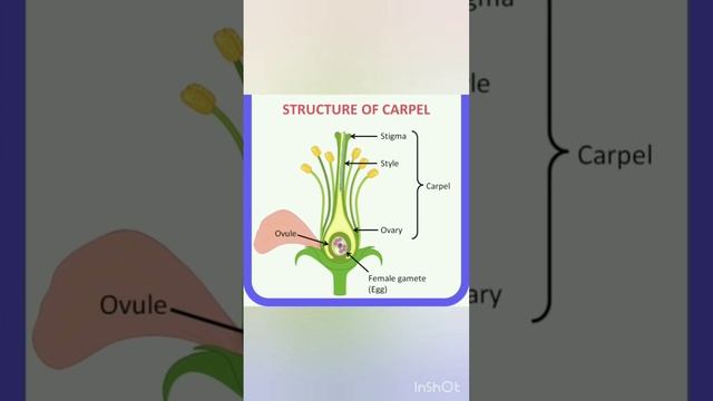 female Reproductive part of flower 🌺| Carpel| class 12 topic
