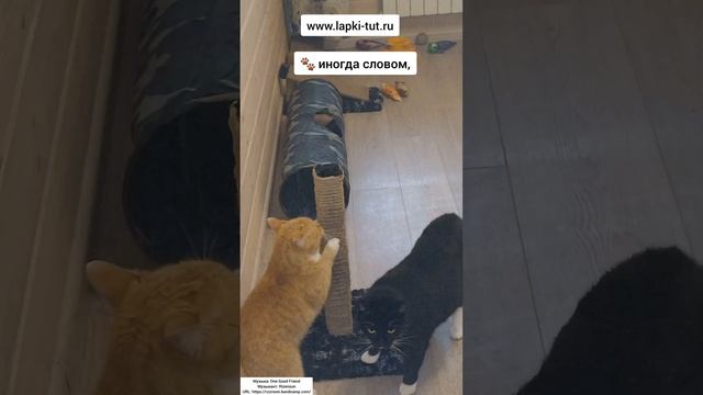 кот-босс всегда поможет 😉