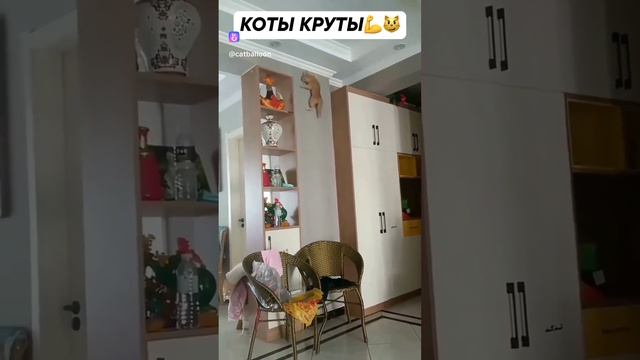 Супер кот / super cat