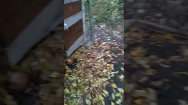 lv_0_20241114114727.mp4