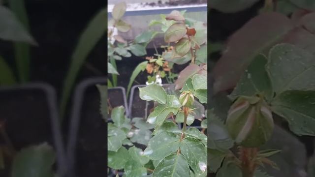 в продаже саженцы корнесобственных роз с закрытой корневой системой
