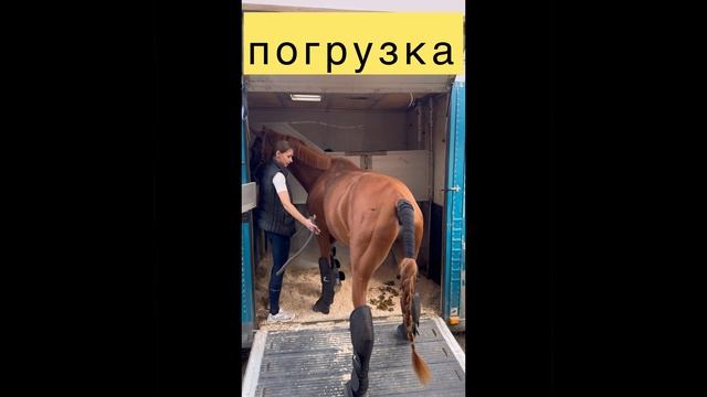 КОРТИК 2 лошадь на продажу 2024