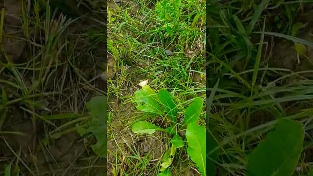 Radish (मूली) । Raphanus sativus । Fusiform Root।  Root modification l Food storage