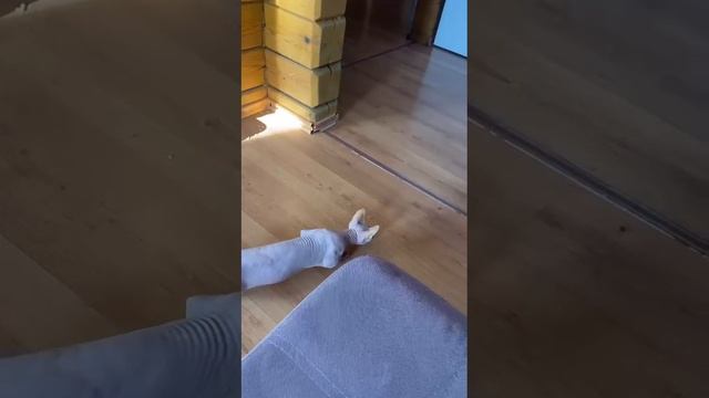 Питомник эльфов и бамбино" Половинка Моя"
