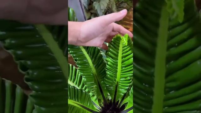 🍃 Папоротник Асплениум нидус Суприм Кобра (Asplenium nidus Supreme Cobra) 🍃