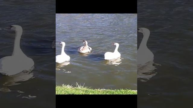 20241012_141306.mp4