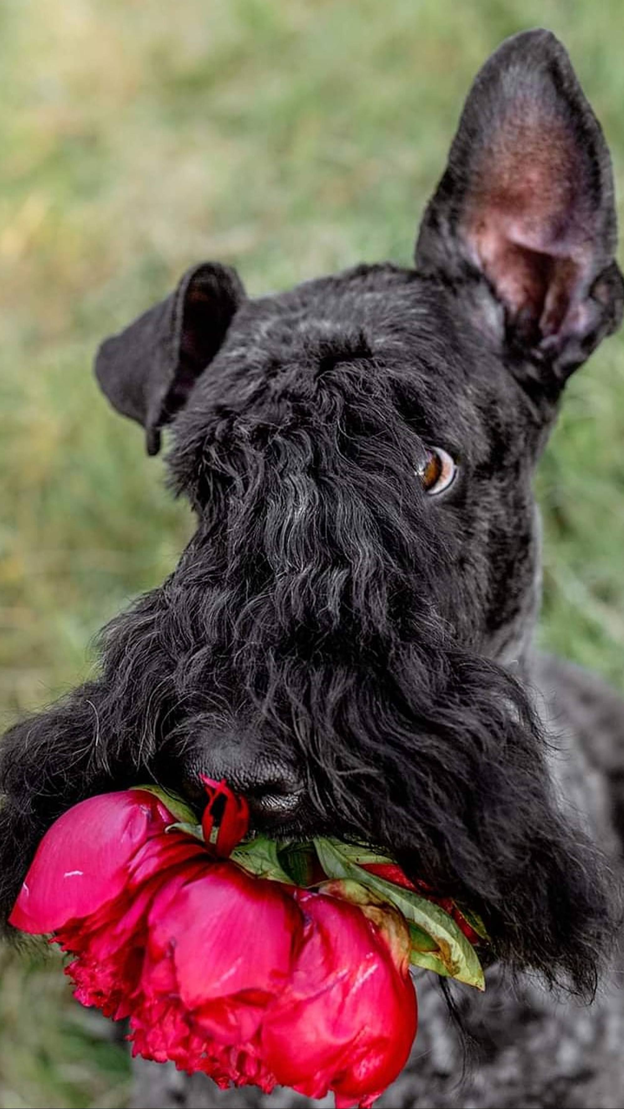 Ох, уж эти щеночки! Или что бывает когда дети затихли😁