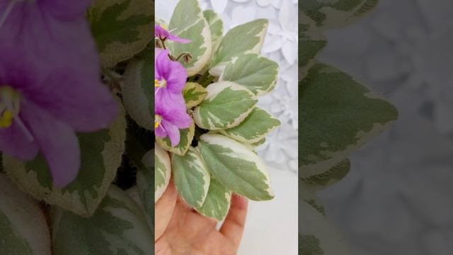 Фиалка химера Rob's Lucky Ducky