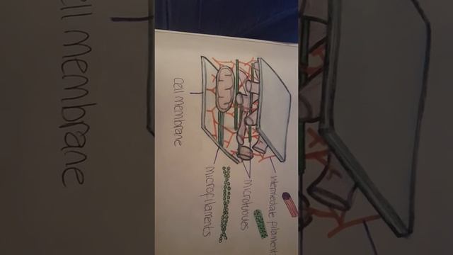 cytoskeleton #2