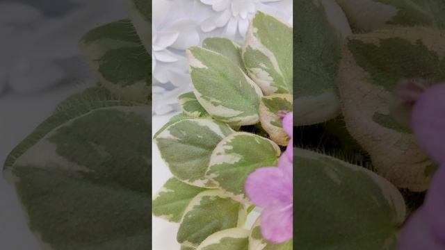 Фиалка химера Rob's Lucky Ducky