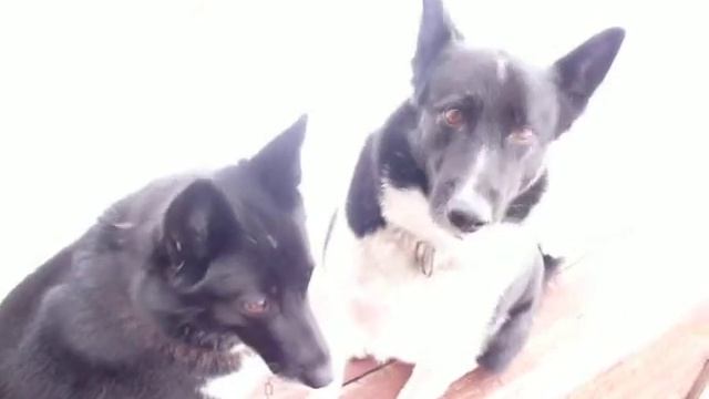 Мои собачки-вредители!!!