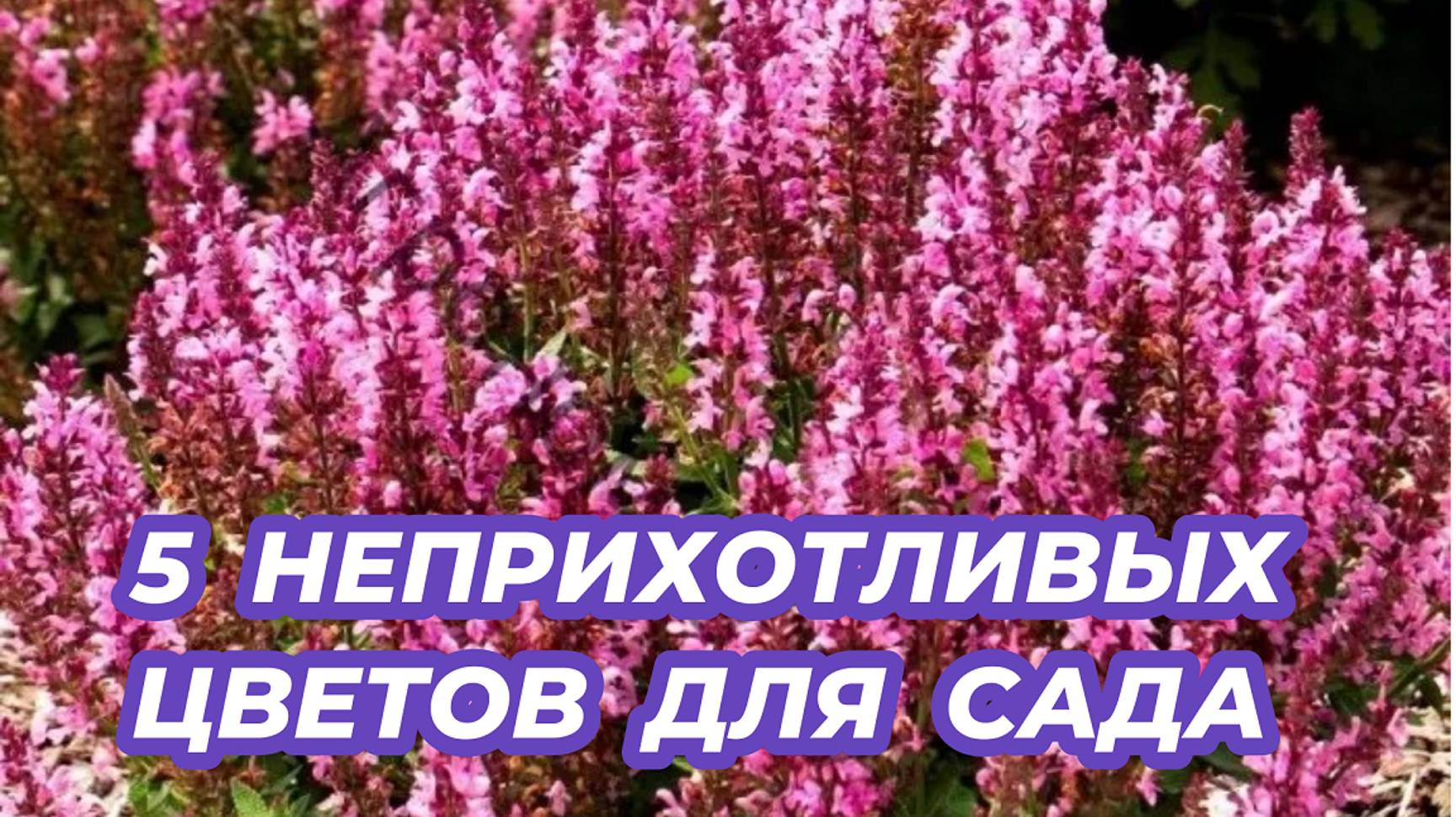 5 САМЫХ НЕПРИХОТЛИВЫХ цветов для сада. Посадите эти красивые цветы в своем саду