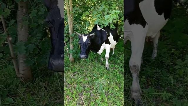 шустрые коровы