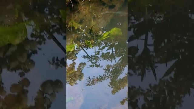 6 июня, убрала все укрытия, а дальше уже форс - мажор :высшая непреодолимая сила. Тверская область.