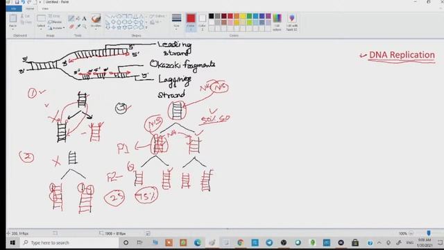 DNA Replication