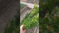 Кусочки моих владений🫶🏻 сегодня было в тени +35,дышать нечем,всё подгорает.Армавир 18.04.24