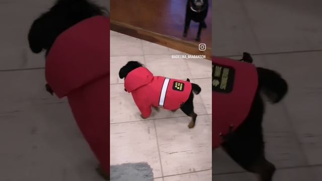 Модный приговор от Аделиши и Капитоши.