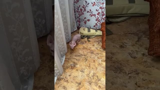 Питомник эльфов и бамбино" Половинка Моя"