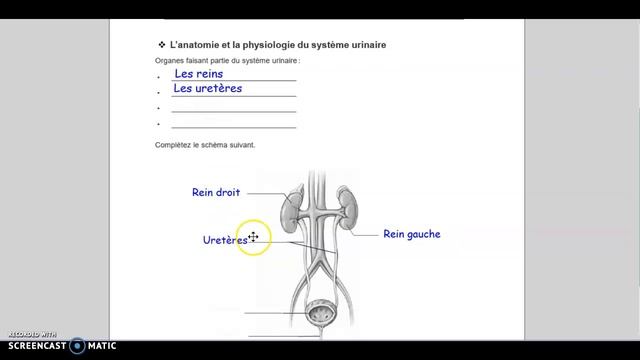 Système Urinaire