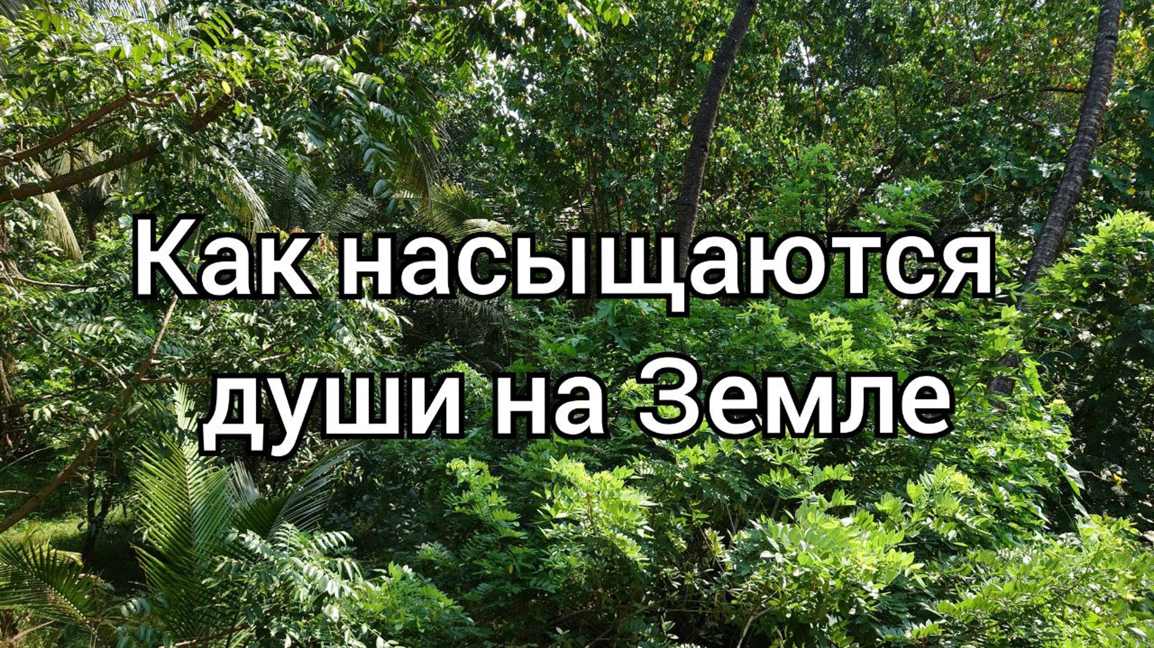 Продуктивное и непродуктивное насыщение Душ на галактическом сервере Земля.