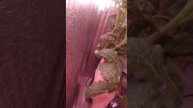🌿 Симптомы кладоспориоза на растениях могут быть разнообразными и важно уметь их распознавать