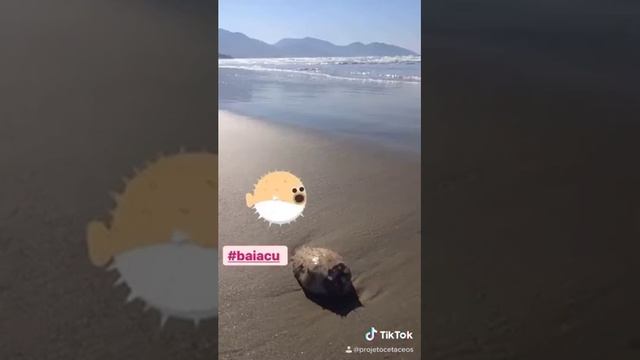 Campanha de conscientização ambiental do Projeto Cetáceos