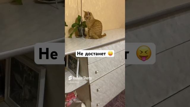 Разругались 🤬