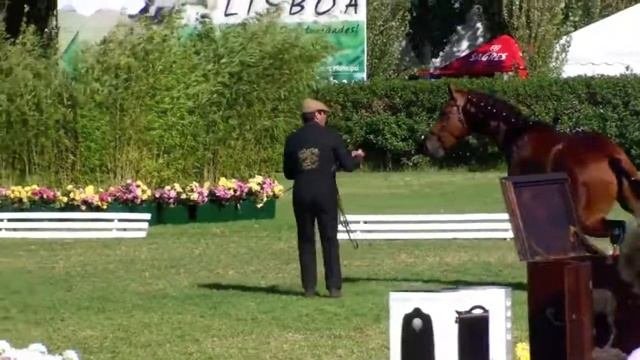 Escorial Campeão 2 anos e Grande Campeão Macho em Lisboa 2011