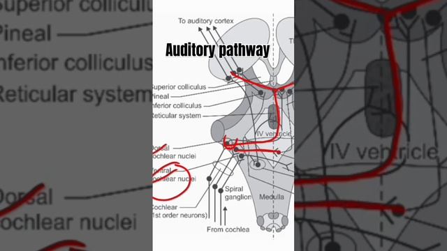 Auditory pathway