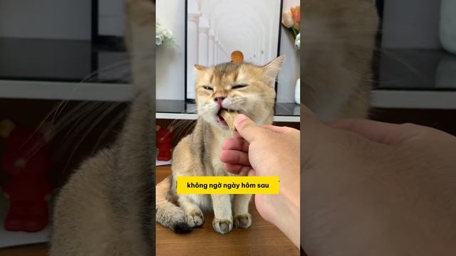Chuyện Cảm Động Về Chú Mèo Bỏ Rơi và Hành Trình Tìm Lại Hạnh Phúc #fyp #pet #cat #dog #cute